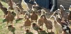 Bali-eenden gekuifde loopeenden kuif eenden, Meerdere dieren, Eend