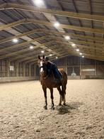 Leermeester met een gouden hart, Dieren en Toebehoren, Paarden, Merrie, ZZ, Met stamboom, Dressuurpaard