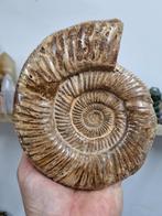 Grote gepolijste Ammoniet, Ophalen of Verzenden, Mineraal