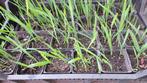 Biologische planten oerprei / parellook, Ophalen of Verzenden, Eenjarig, Groenteplanten, Volle zon