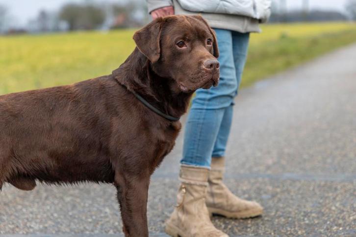 Zeer mooie dekreu met stamboom, Dieren en Toebehoren, Honden | Retrievers, Spaniëls en Waterhonden, Reu, Labrador retriever, Fokker | Professioneel