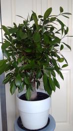 Ficus ginseng, Ophalen, Ficus, Halfschaduw, In pot