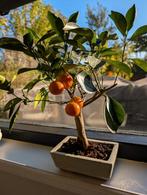 Citrus bonsai, Bloeit niet, Halfschaduw, Minder dan 100 cm, Overige soorten