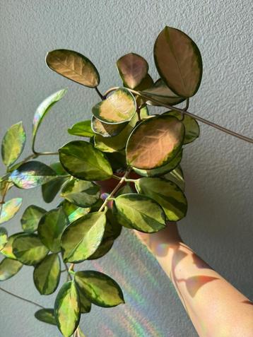 Hoya Australis "Lisa" beschikbaar voor biedingen