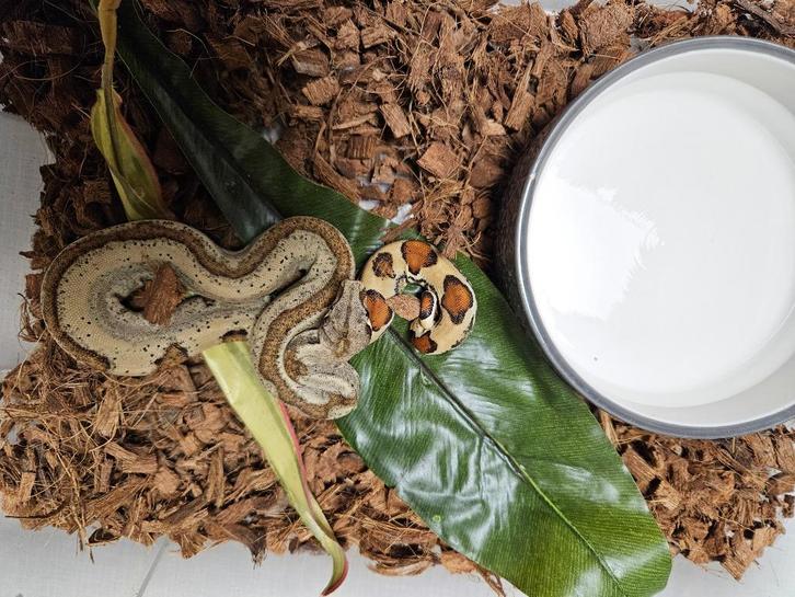 Boa Constrictor Imperator Afgodslang, Dieren en Toebehoren, Reptielen en Amfibieën, Slang, 0 tot 2 jaar