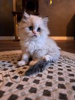 Kittens te koop, Meerdere dieren, Ontwormd, 0 tot 2 jaar