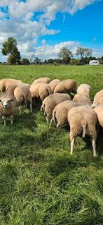 Jonge dekrammen te koop, Dieren en Toebehoren, Schapen, Geiten en Varkens, Mannelijk, Schaap, 0 tot 2 jaar