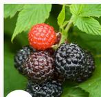 Zwarte Framboos, Ophalen, Overige soorten, Struik, 100 tot 250 cm