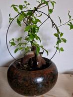 Bonsai boompje, Huis en Inrichting, Kamerplanten, Ophalen, Bonsai