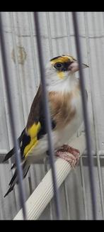 Mooi vogel ik dink pop 2025 komt aut egelhed, Dieren en Toebehoren, Vogels | Overige Vogels, Vrouwelijk