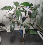Hoya Nicholsoniae, Huis en Inrichting, Ophalen of Verzenden, Overige soorten, Halfschaduw, Minder dan 100 cm