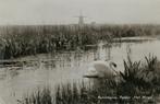 Krommenie Polder Het Woud zwaan molen 1959, Ophalen of Verzenden, 1940 tot 1960, Gelopen, Noord-Holland