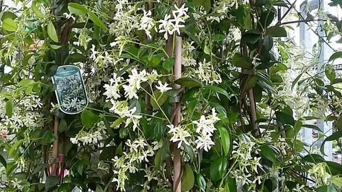 Toscaanse jasmijn 3 maten va. €12,50 ca.150cm hoog tot 250cm, Tuin en Terras, Planten | Tuinplanten, Vaste plant, Klimplanten