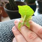 Phyllium giganteum nimfen te koop, psg 72, Dieren en Toebehoren, Insecten en Spinnen, Overige soorten
