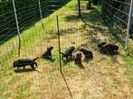Rotweiler x Labrador pups, Dieren en Toebehoren, Honden | Bulldogs, Pinschers en Molossers, Overige rassen, 8 tot 15 weken, Teef