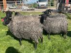 Gotland pelsschaap ram lammeren, Dieren en Toebehoren, Schapen, Geiten en Varkens, Mannelijk, Schaap