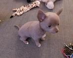 Raszuivere Chihuahua pup lichtgrijs teefje, Dieren en Toebehoren, Honden | Chihuahua's en Gezelschapshonden, Rabiës (hondsdolheid)