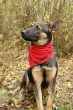 Bella, een mix van Duitse herder, zoekt haar nieuwe thuis!, Dieren en Toebehoren, Rabiës (hondsdolheid), 8 tot 15 weken, Teef