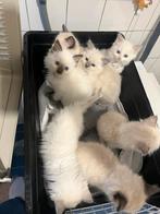 Ragdoll kitten, Meerdere dieren