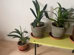 3 Clivia kamerplanten in pot, Ophalen, Overige soorten, Halfschaduw, In pot