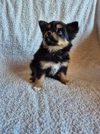 POMCHI  PUPS, 8 tot 15 weken, CDV (hondenziekte), Meerdere dieren, Eén hond