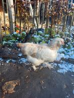 Faverolle hen, Dieren en Toebehoren, Pluimvee, Vrouwelijk, Kip
