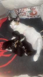 5 gezonde kittens met moeder mag nu weg, Ophalen, Nieuw, Katten