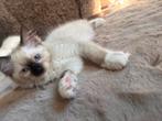 100% Ragdoll kittens 2 meisjes met garantie, Meerdere dieren, Ontwormd, 0 tot 2 jaar