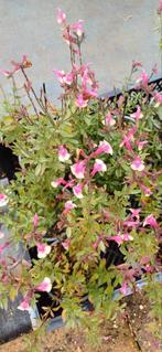 Verschillende salvia soorten, Tuin en Terras, Planten | Tuinplanten, Ophalen, Zomer, Overige soorten
