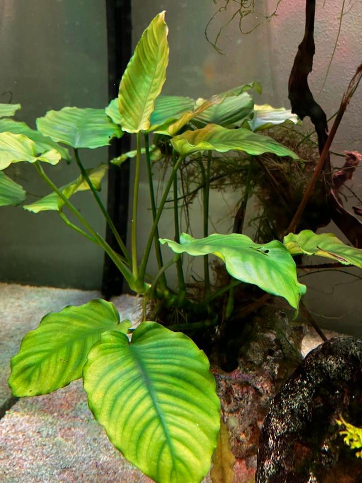 Anubias Barteri, Dieren en Toebehoren, Vissen | Aquaria en Toebehoren, Zo goed als nieuw, Plant(en), Steen of Hout, Ophalen