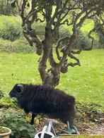 Drents weide schaap (ram), Dieren en Toebehoren, Mannelijk, Schaap