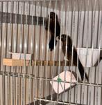 Jonge Twatwa koppel 2025, Dieren en Toebehoren, Vogels | Overige Vogels, Meerdere dieren, Geringd
