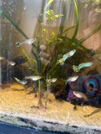 Aanbieding tot 31/8 10 voor 10€. King cobra guppen, Dieren en Toebehoren, Vissen | Aquariumvissen, Vis