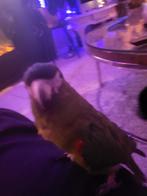 Leuke lollige vogel, Dieren en Toebehoren, Mannelijk, Papegaai