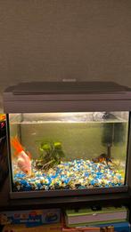 Vissenkom, Dieren en Toebehoren, Ophalen, Zo goed als nieuw, Leeg aquarium