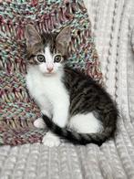 6 lieve kittens geboren op 26 november, Meerdere dieren