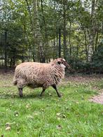 Oussant mini schaapjes, Dieren en Toebehoren, Schapen, Geiten en Varkens, Vrouwelijk, Schaap, 0 tot 2 jaar