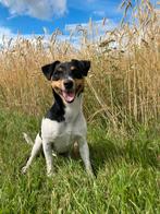 Nieuw baasje gezocht, Dieren en Toebehoren, 6 jaar of ouder, Reu, CDV (hondenziekte), Eén hond