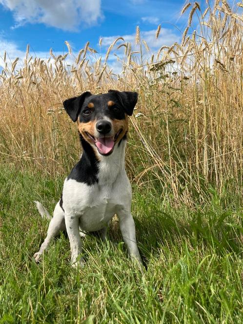 Nieuw baasje gezocht, Dieren en Toebehoren, Honden | Niet-rashonden, Klein, Reu, Particulier, Eén hond, Nederland, 6 jaar of ouder