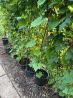 Blauwe  witte druiven  boom per pot muistuin planten, Ophalen of Verzenden
