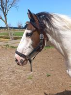 Meerdere fijne recreatie paarden te koop, Meerdere dieren, Recreatiepaard, Gechipt