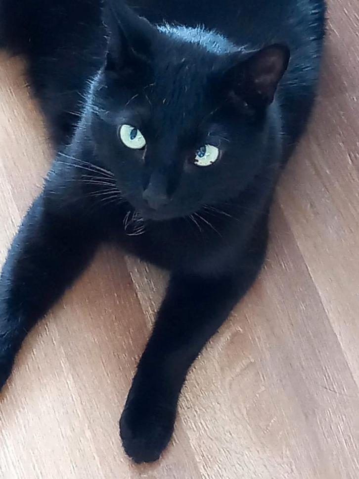 Whisky zoekt huisje, Dieren en Toebehoren, Katten en Kittens | Overige Katten