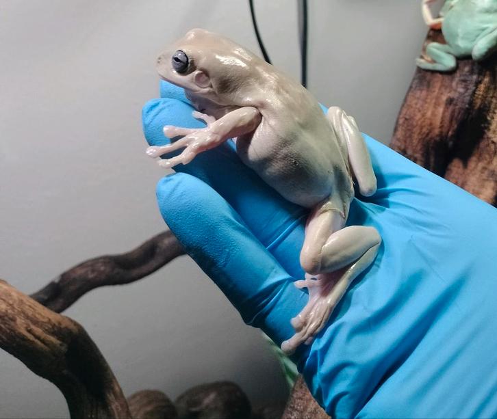 1.0 honey blue eyed. Kooraalteenboomkikker Ranoidea caerulea