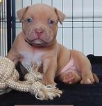Lilac XL American bully pups met stamboom, Overige rassen, CDV (hondenziekte), 8 tot 15 weken, Meerdere