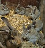 Vlaamse reus, Mannelijk, Groot, 0 tot 2 jaar