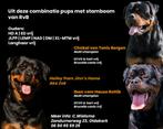 5 teefjes 2 reutjes Rottweiler pups met stamboom, 8 tot 15 weken, Meerdere, Meerdere dieren, Rottweiler