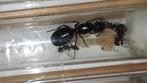 Camponotus ligniperda Q met 3 werksters., Dieren en Toebehoren, Insecten en Spinnen, Mieren