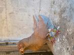 Duiven, Dieren en Toebehoren, Vogels | Duiven, Meerdere dieren
