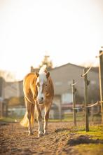Gezocht: verzorger voor haflinger merrie, Ruiter of Bijrijder