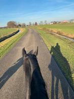Bijrijder gezocht/ verzorger/ stalhulp, Dieren en Toebehoren, Paarden en Pony's | Overige Paardenspullen, Ophalen of Verzenden